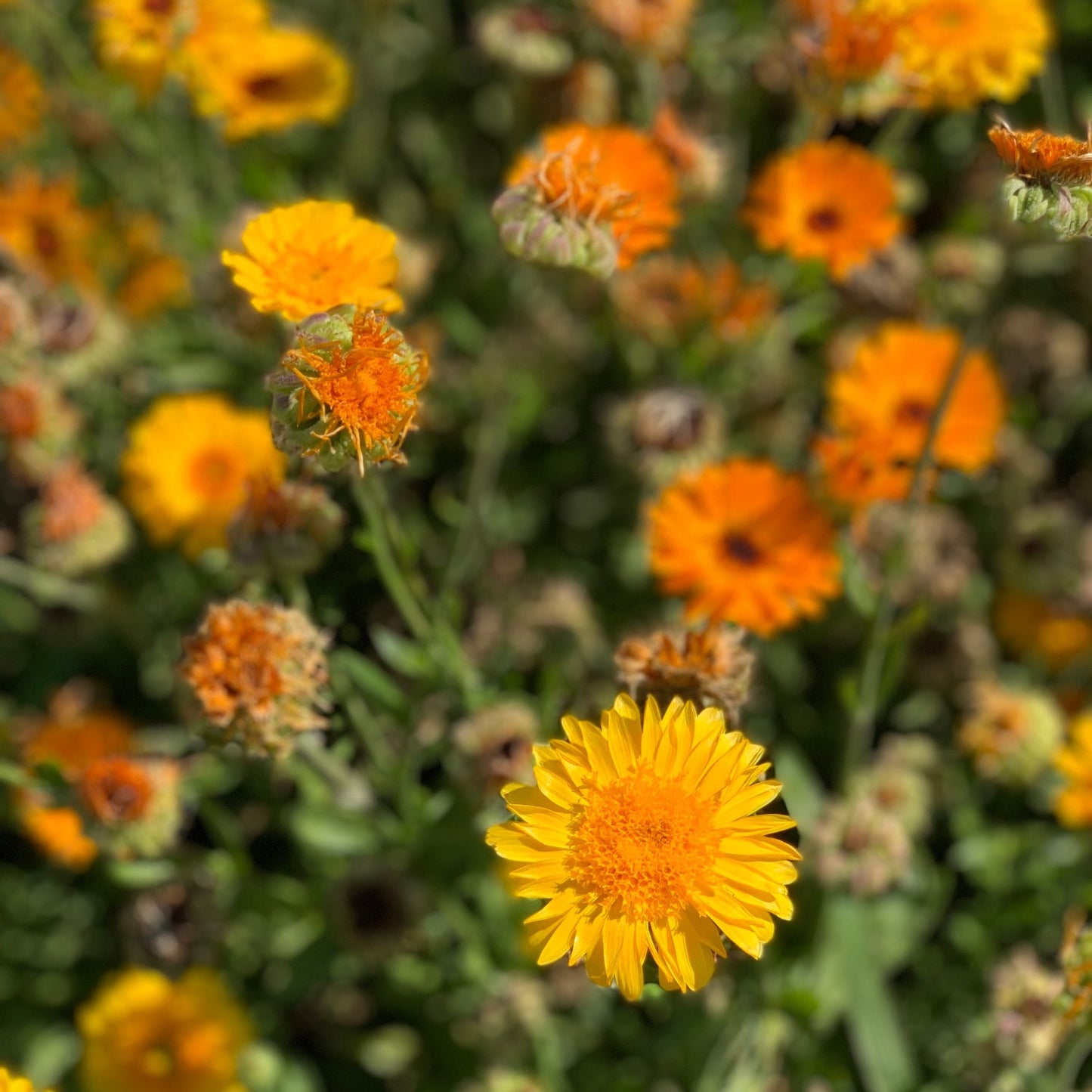 Calendula blossoms