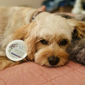 Luna’s Balm! A dog-safe balm