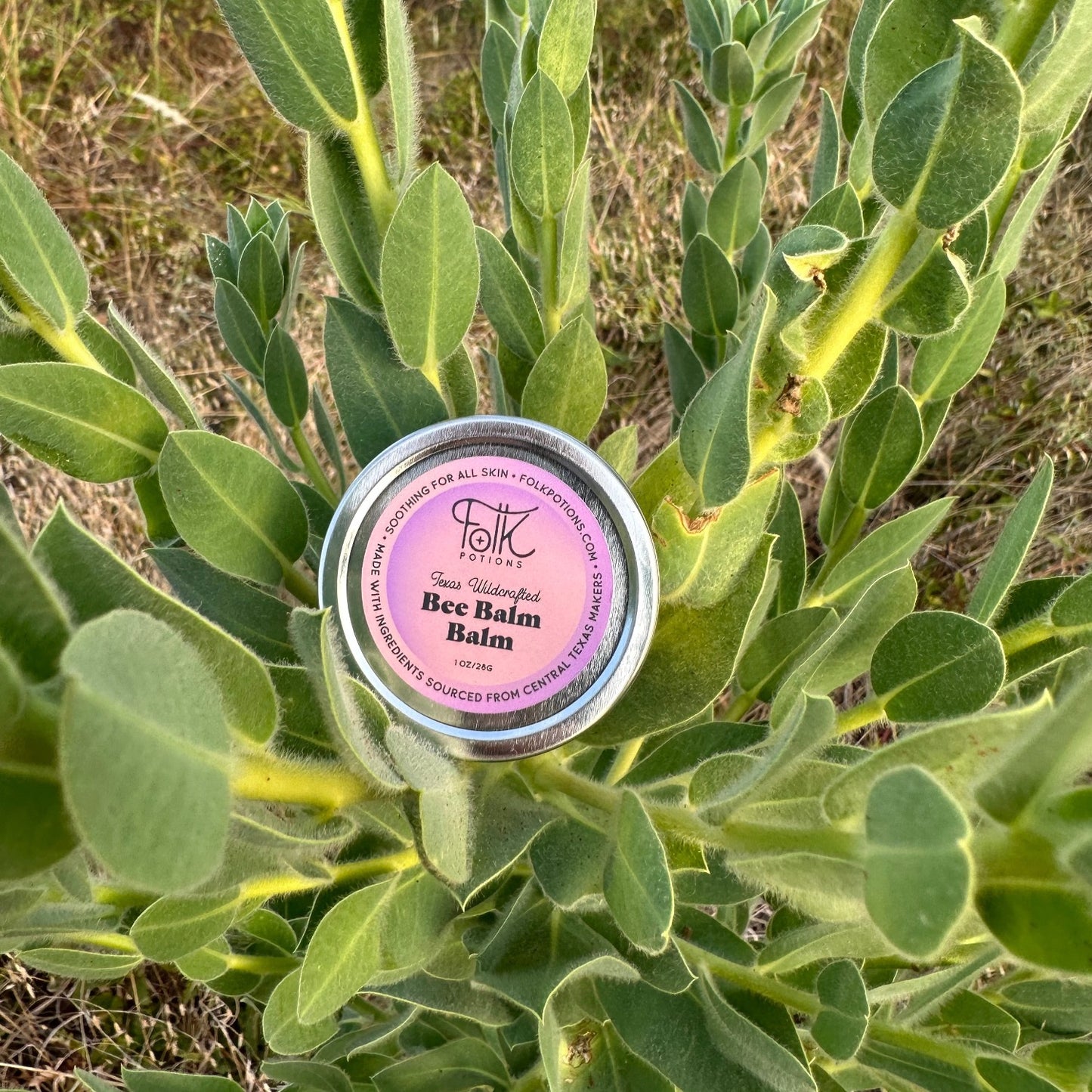 Texas Wildcrafted Bee Balm Balm