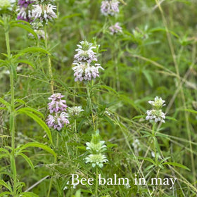 Texas Bee Balm Salve