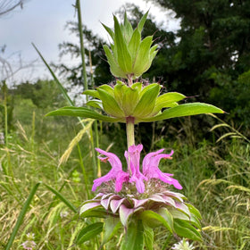 Texas Bee Balm Salve