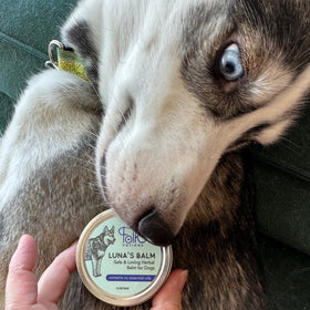 Luna’s Balm! A dog-safe balm