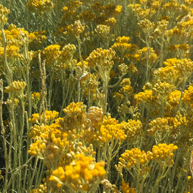 Immortelle Balm