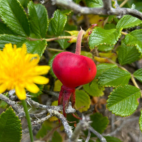 Wildcrafted Rose Hip Facial Balm