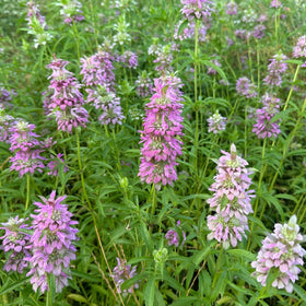 Texas Bee Balm Salve